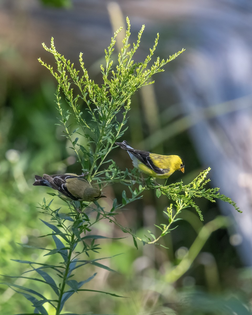 gulstillits - ML641182894