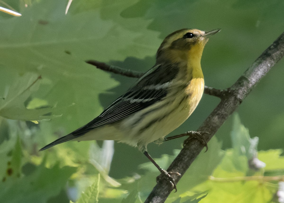 hemlokkparula - ML641182899
