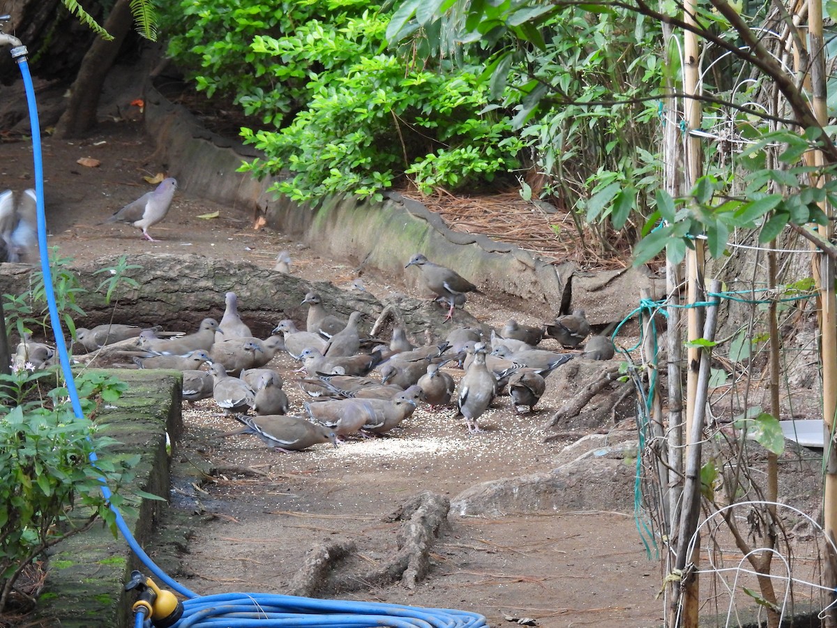 White-tipped Dove - ML641182923