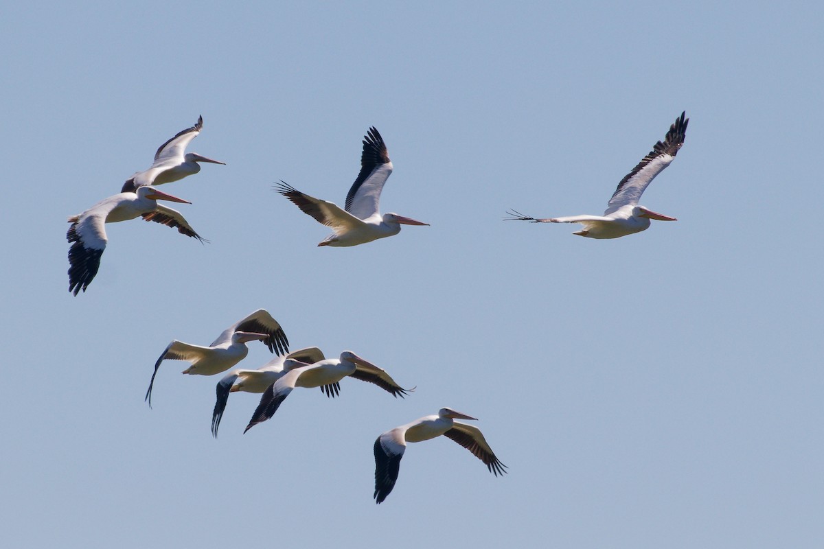 American White Pelican - ML641182947