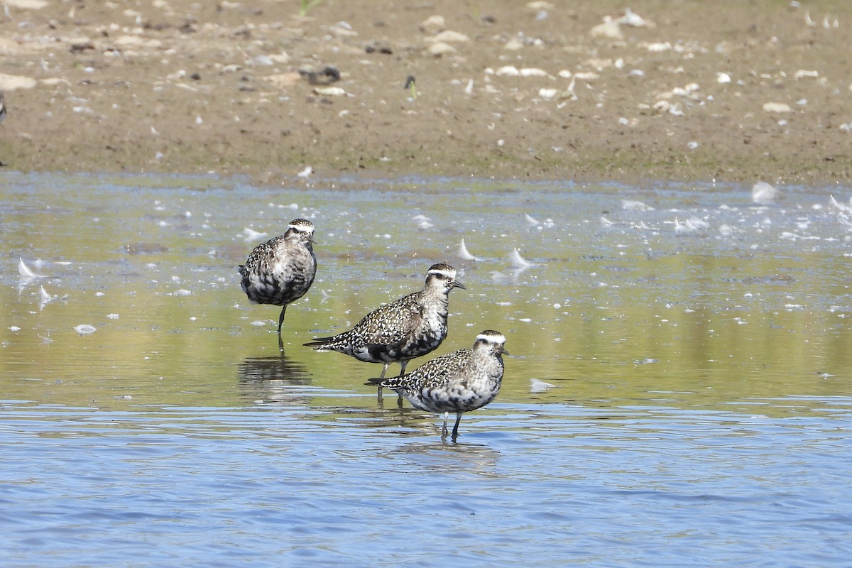 American Golden-Plover - ML641183020