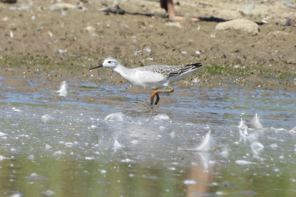 Wilson's Phalarope - ML641183044
