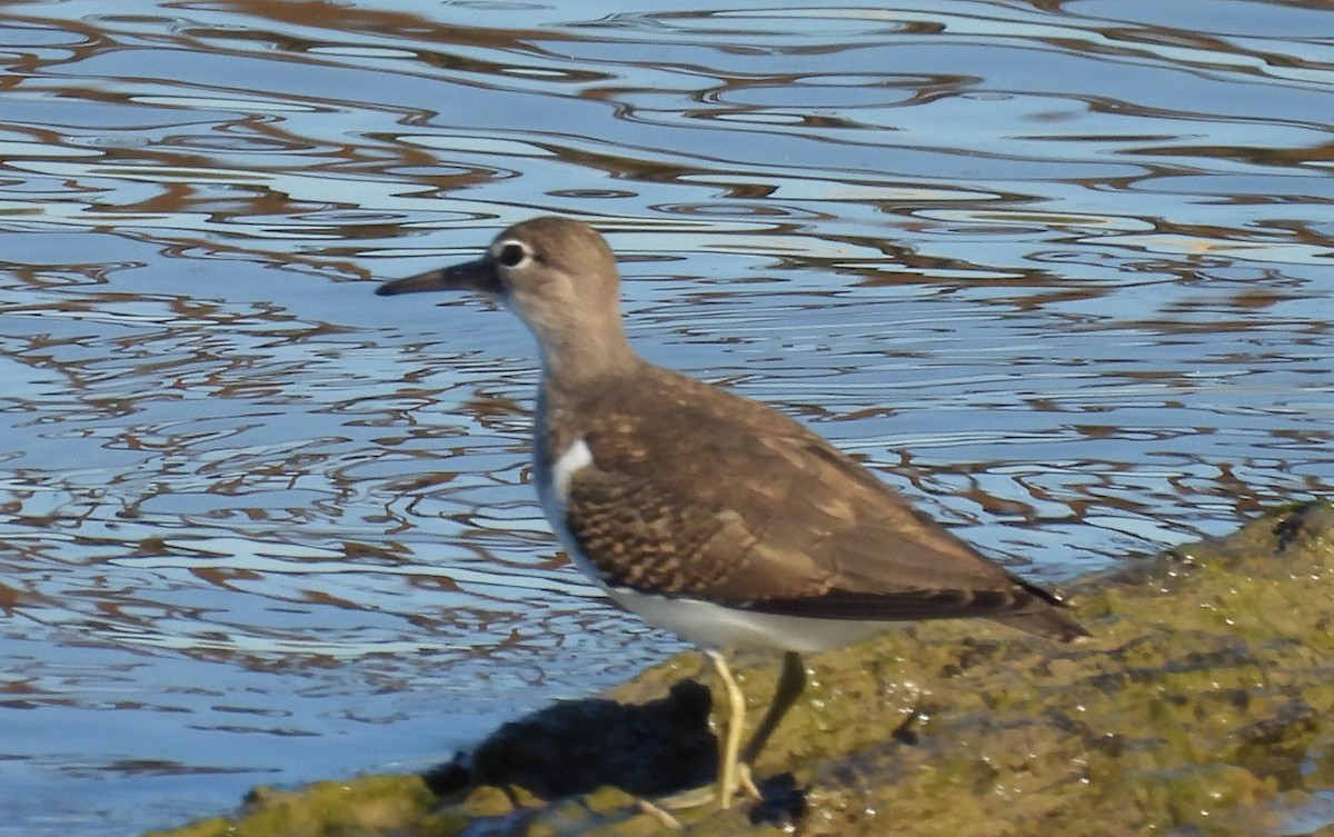 Spotted Sandpiper - ML641183068