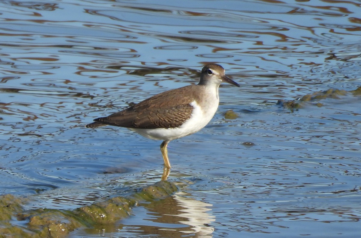 Spotted Sandpiper - ML641183069