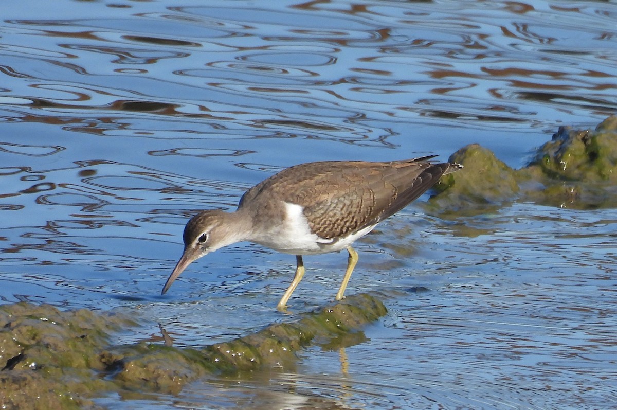 Spotted Sandpiper - ML641183070