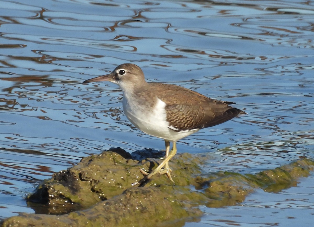 Spotted Sandpiper - ML641183071