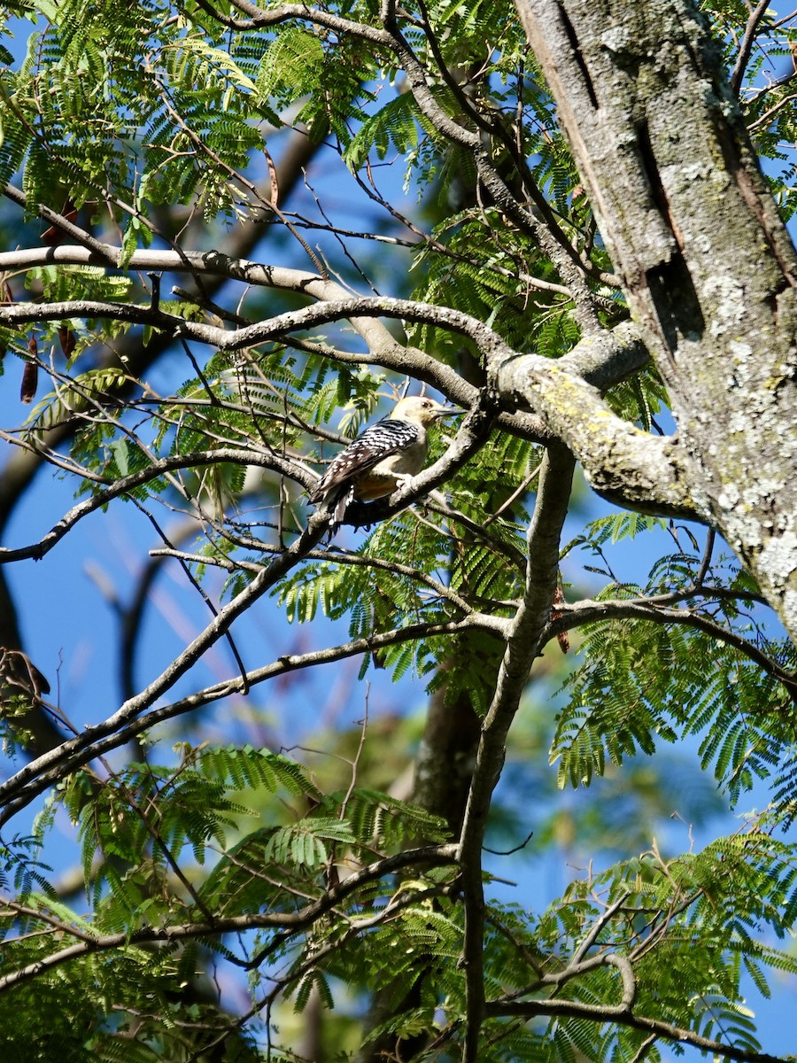 Hoffmann's Woodpecker - ML641183096