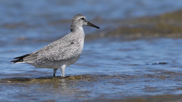 Red Knot - ML641183099
