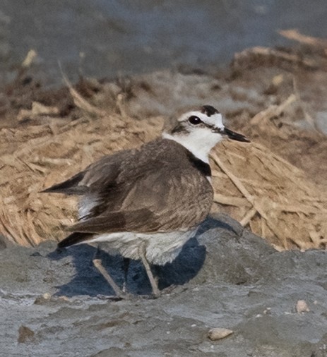 東方環頸鴴(alexandrinus/nihonensis) - ML641183119