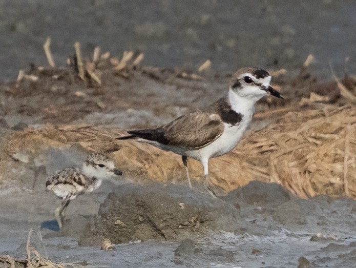 東方環頸鴴(alexandrinus/nihonensis) - ML641183121
