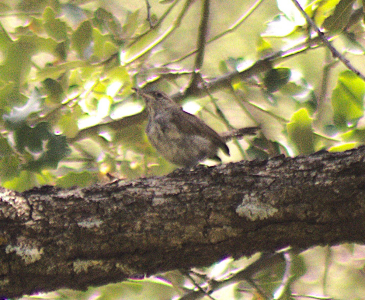Bewick's Wren - ML641183167