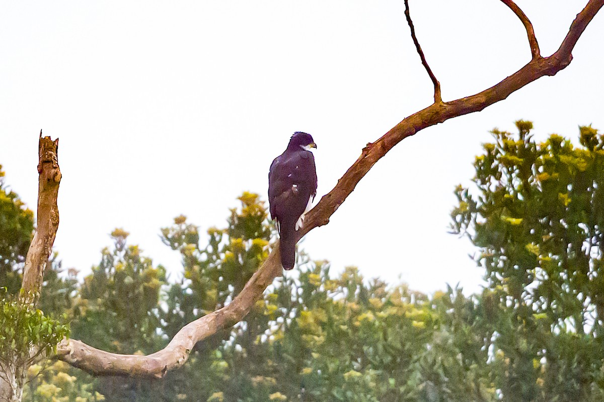 Black Goshawk - ML641183220