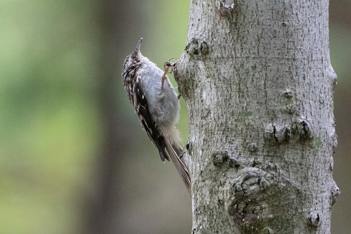 Brown Creeper - ML641183279