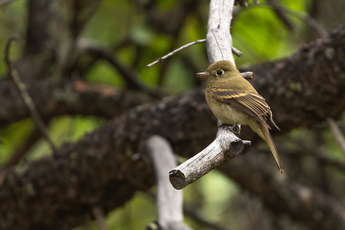Western Flycatcher - ML641183366