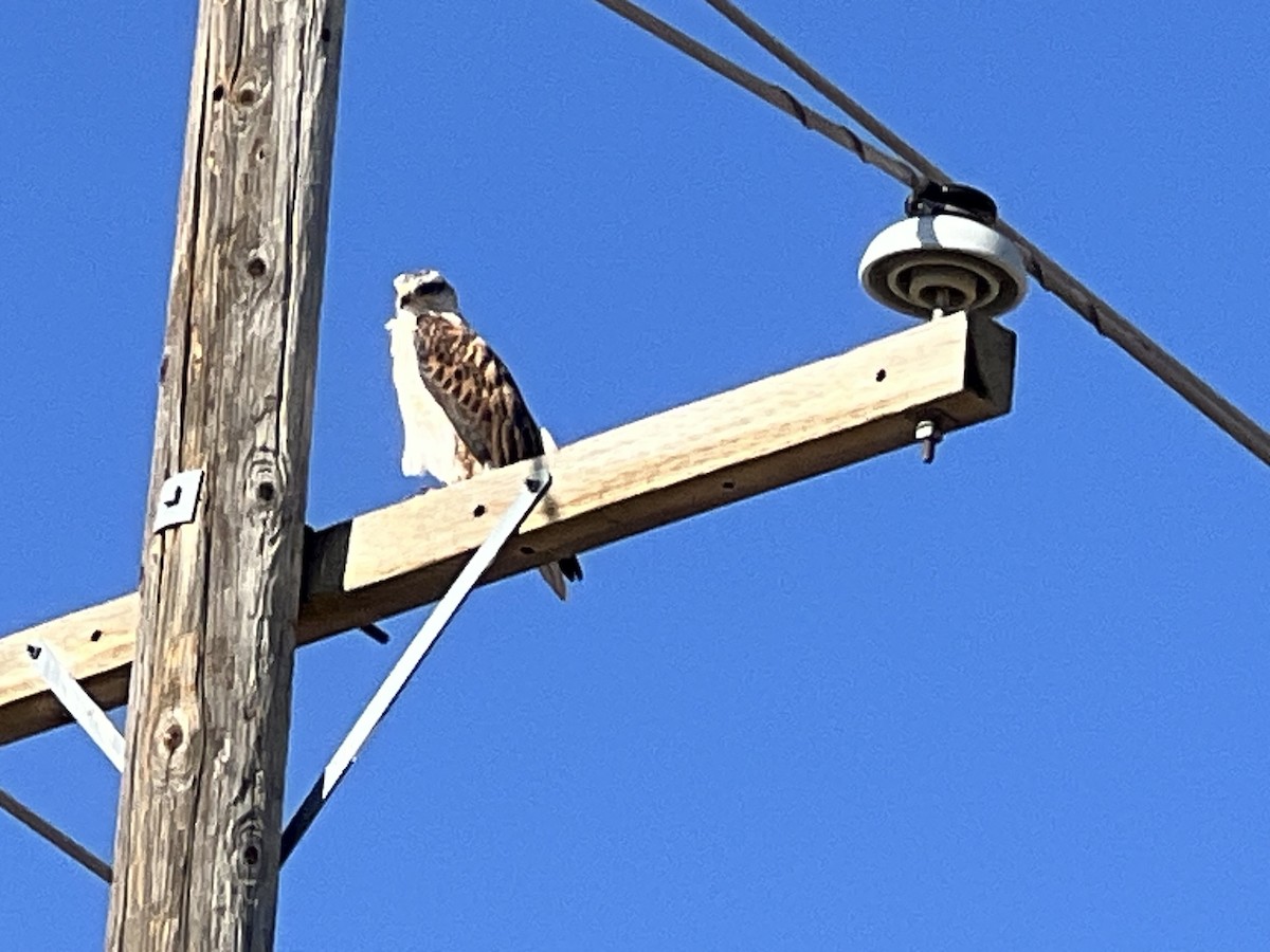 Ferruginous Hawk - ML641183377