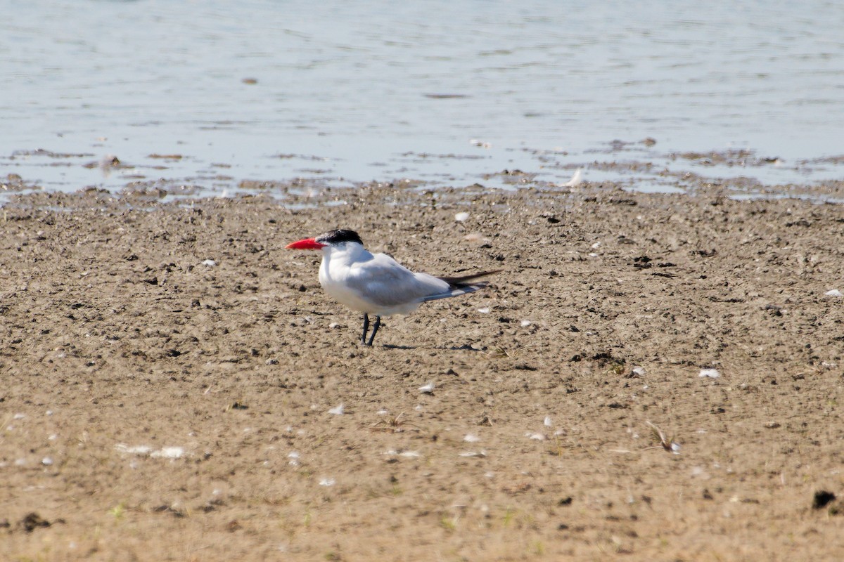 Caspian Tern - ML641183438