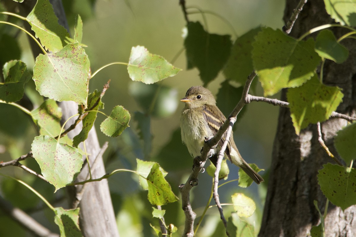 Yellow-bellied Flycatcher - ML641183486