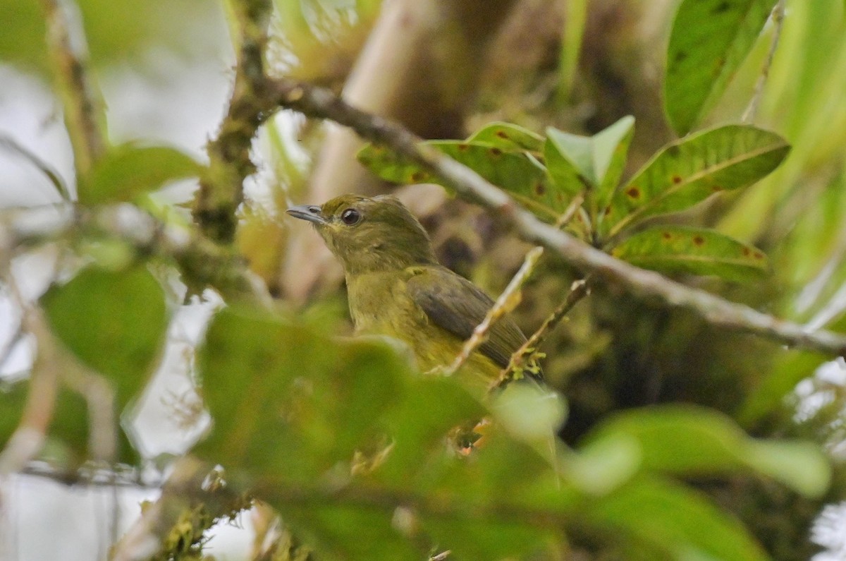 White-collared Manakin - ML641183514
