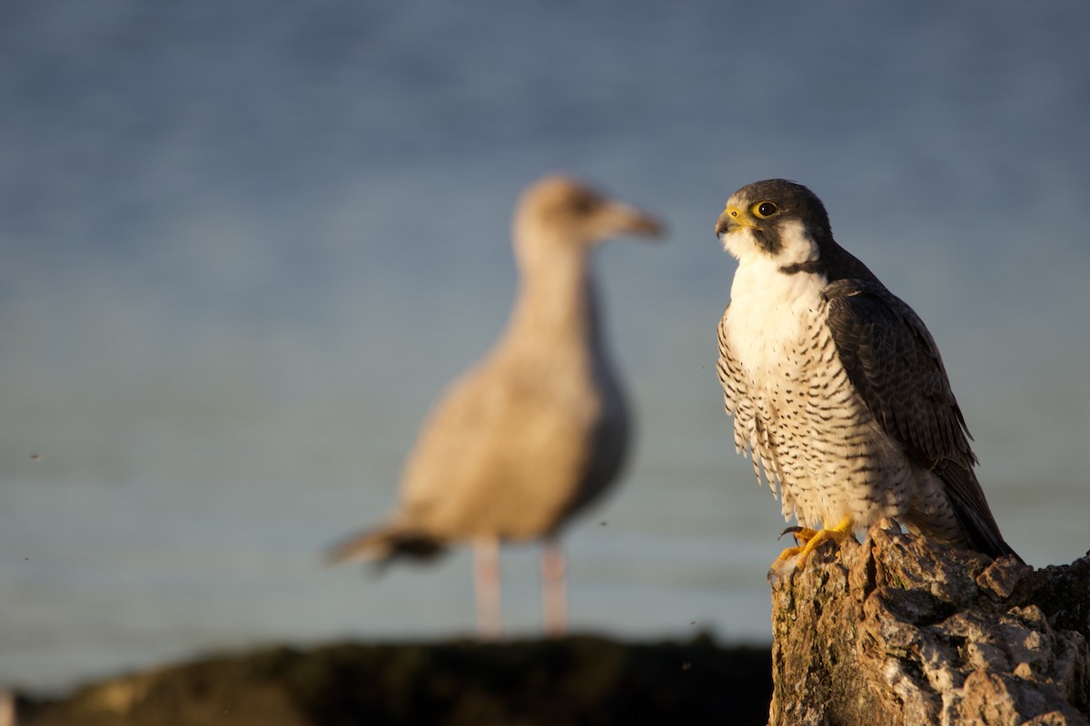 遊隼 - ML641183517