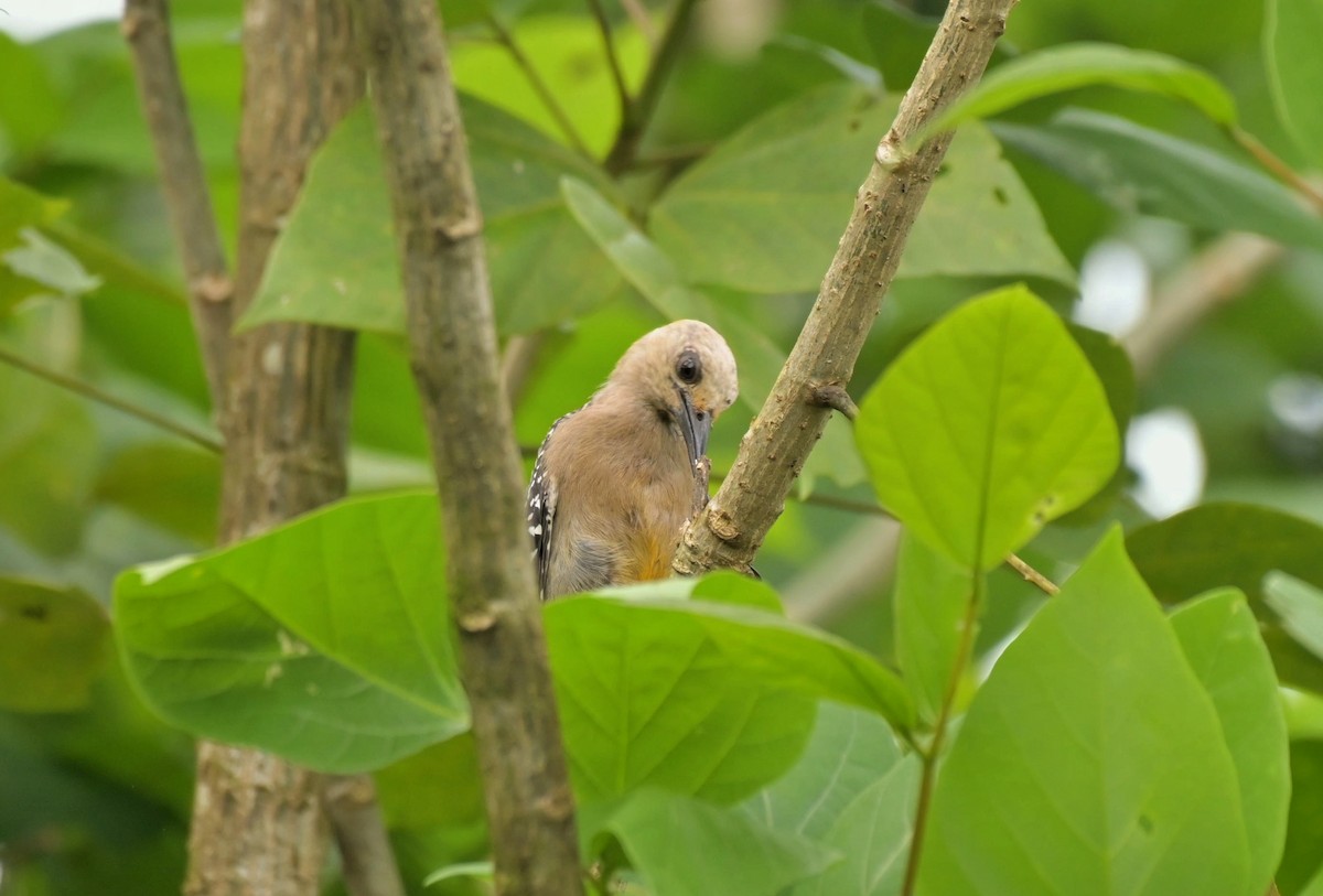 Hoffmann's Woodpecker - ML641183540