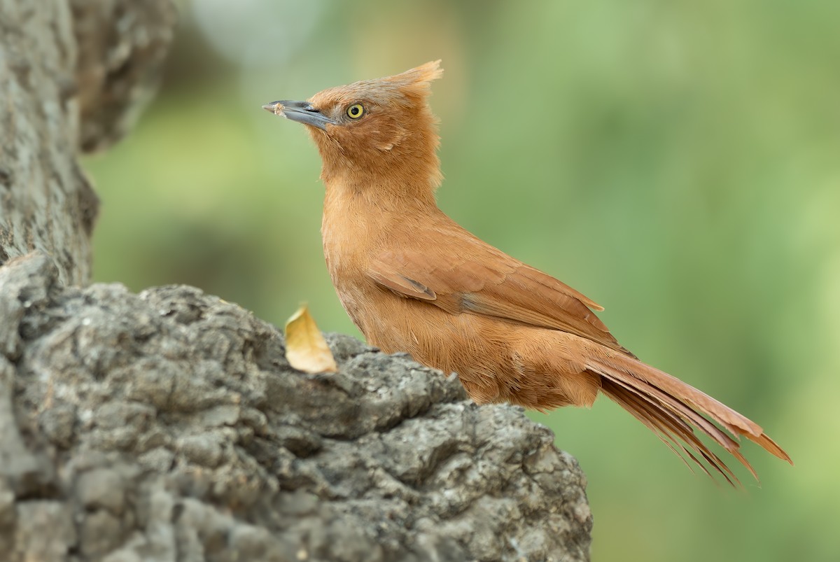 Rufous Cacholote - ML641183641