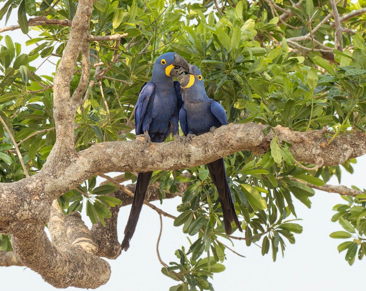 Hyacinth Macaw - ML641183687