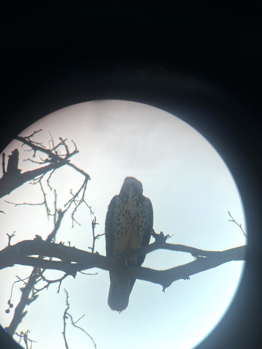 Swainson's Hawk - ML641183698