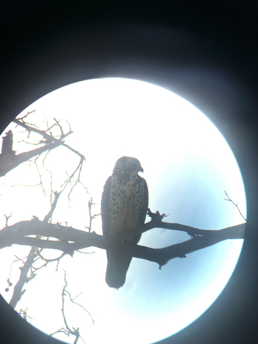 Swainson's Hawk - ML641183700