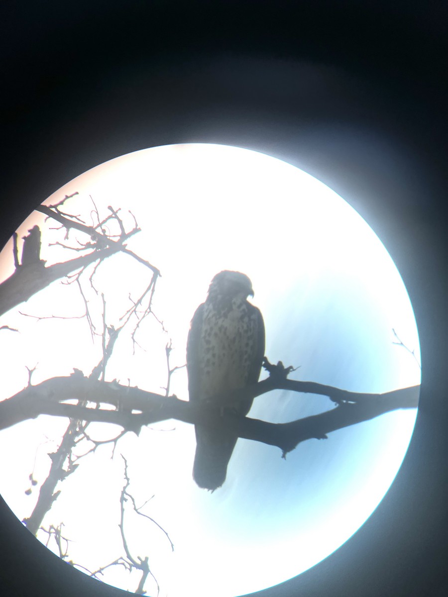 Swainson's Hawk - ML641183701