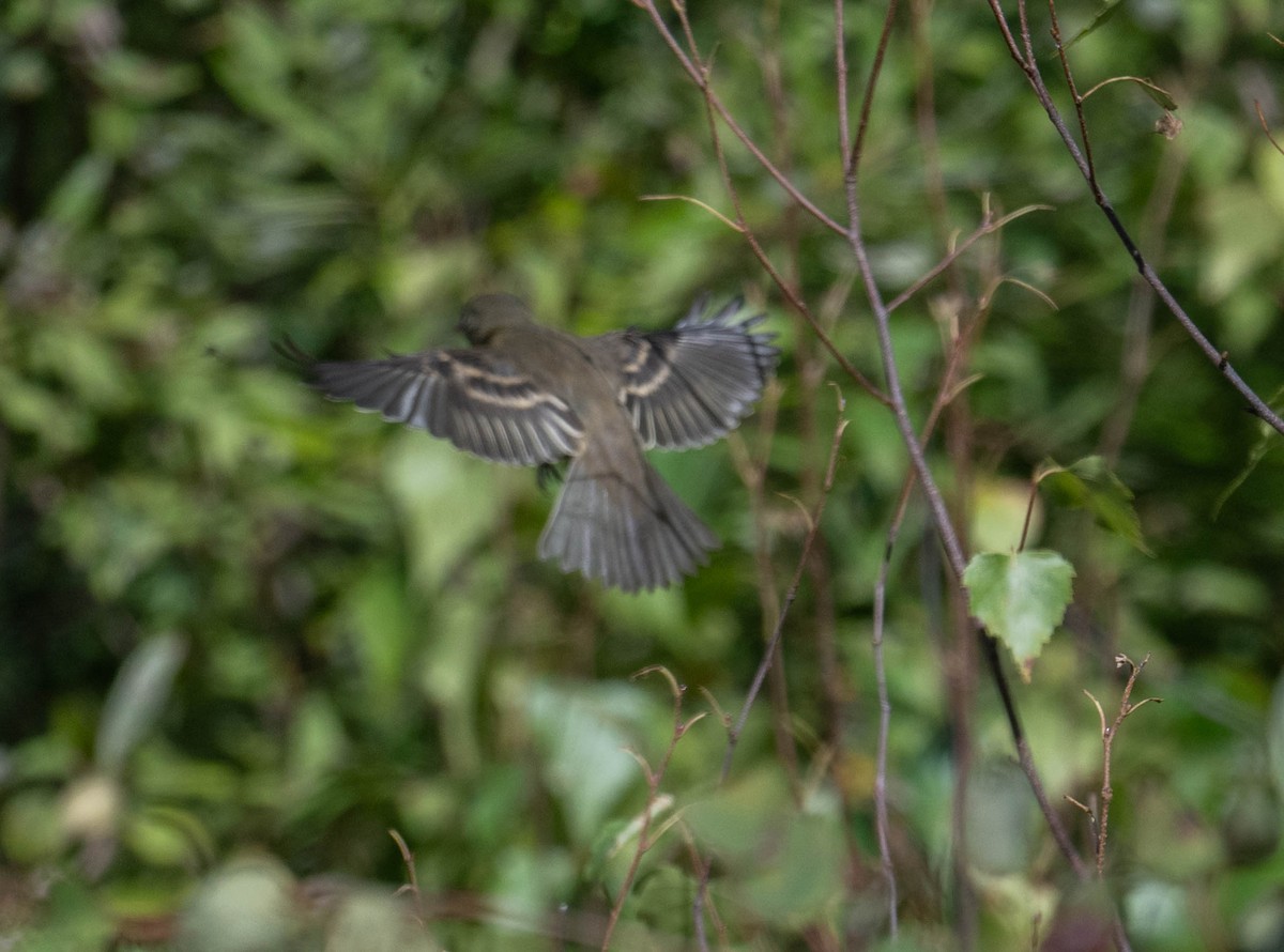 Empidonax sp. - ML641183705