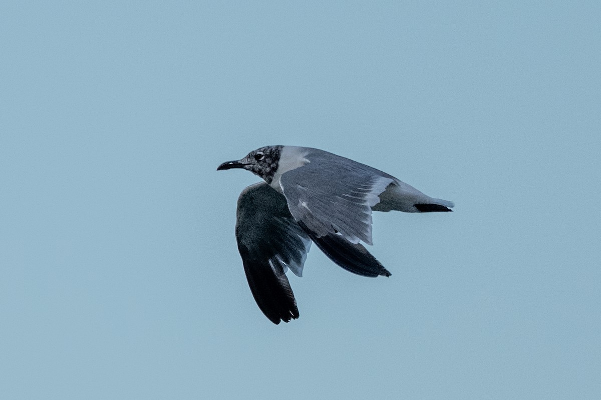 Mouette atricille - ML641183764