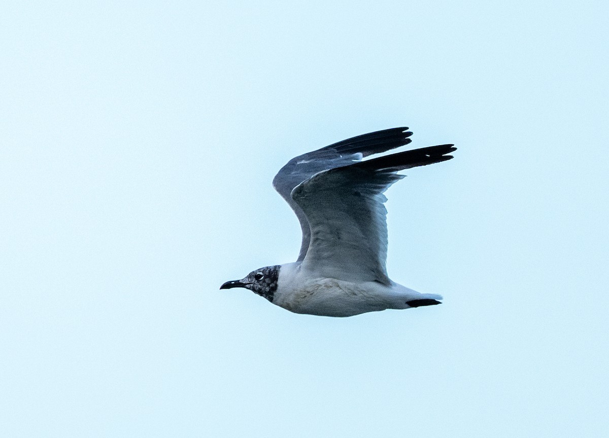 Mouette atricille - ML641183768