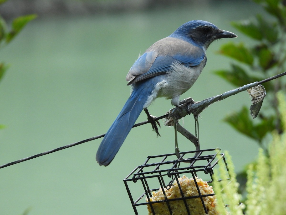 California Scrub-Jay - ML641183770