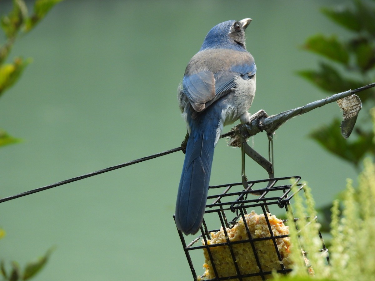 California Scrub-Jay - ML641183771