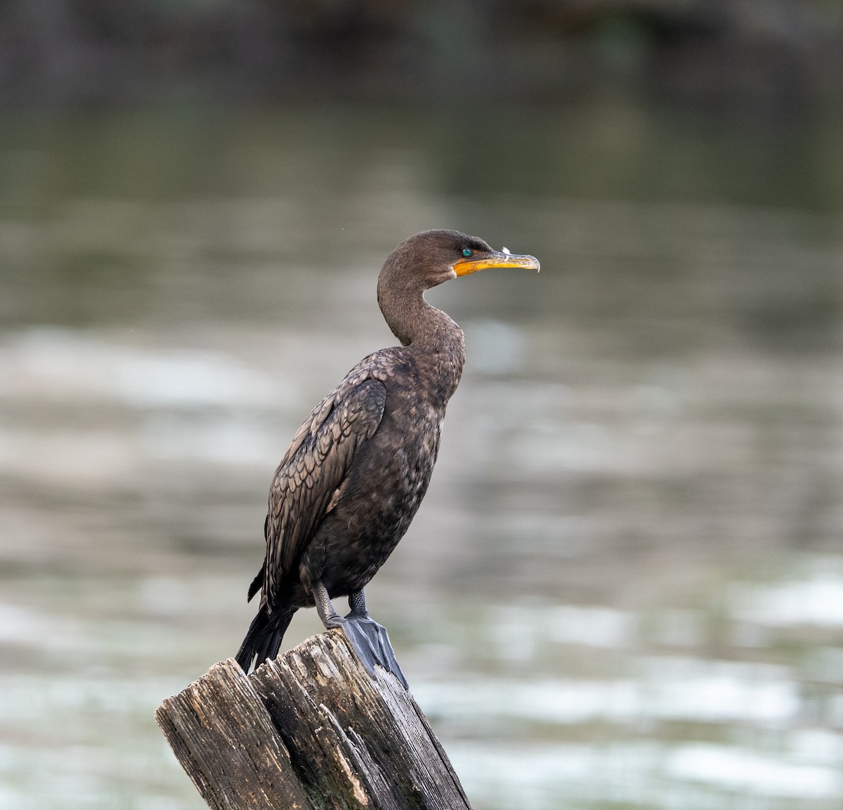 Cormoran à aigrettes - ML641183807