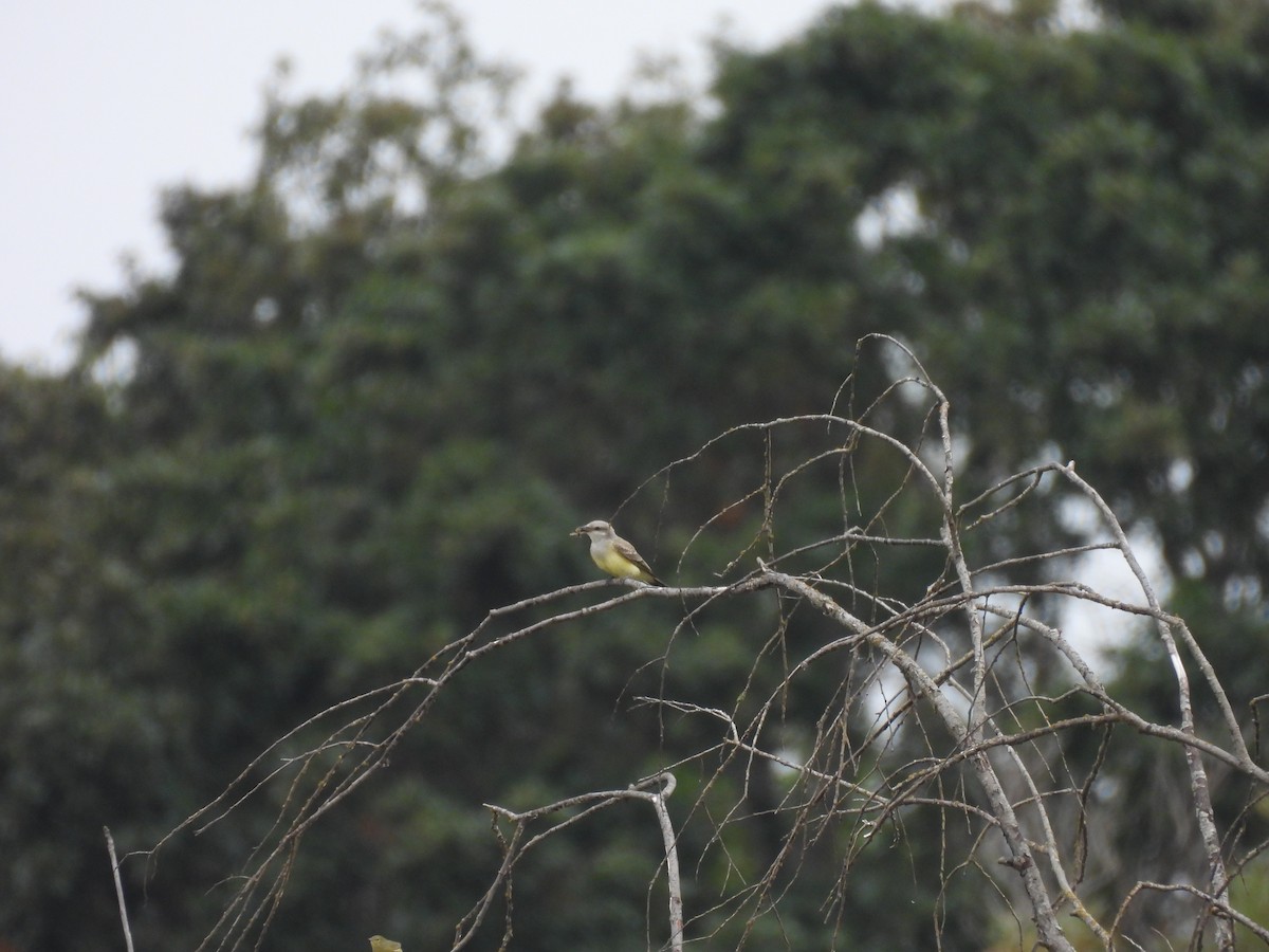 Western Kingbird - ML641183821