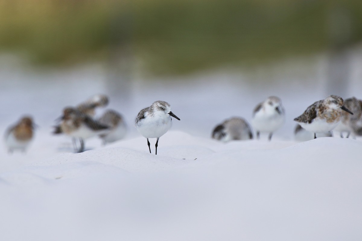 jespák písečný - ML641183850