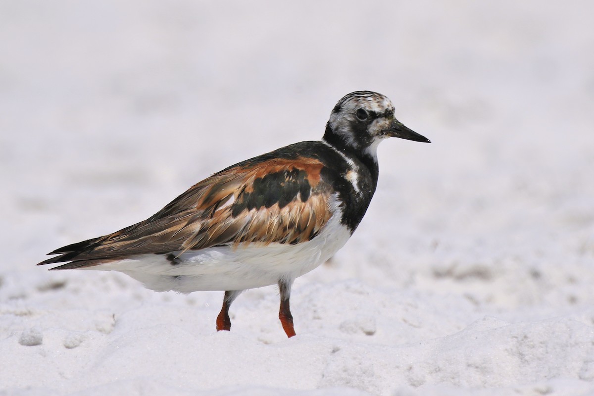 kamenáček pestrý - ML641183854