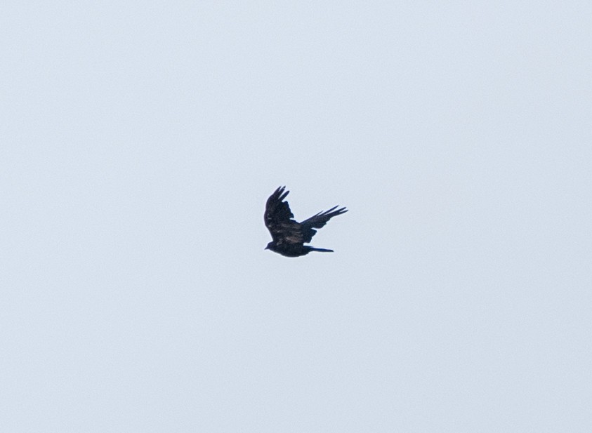 crow sp. - ML641183875