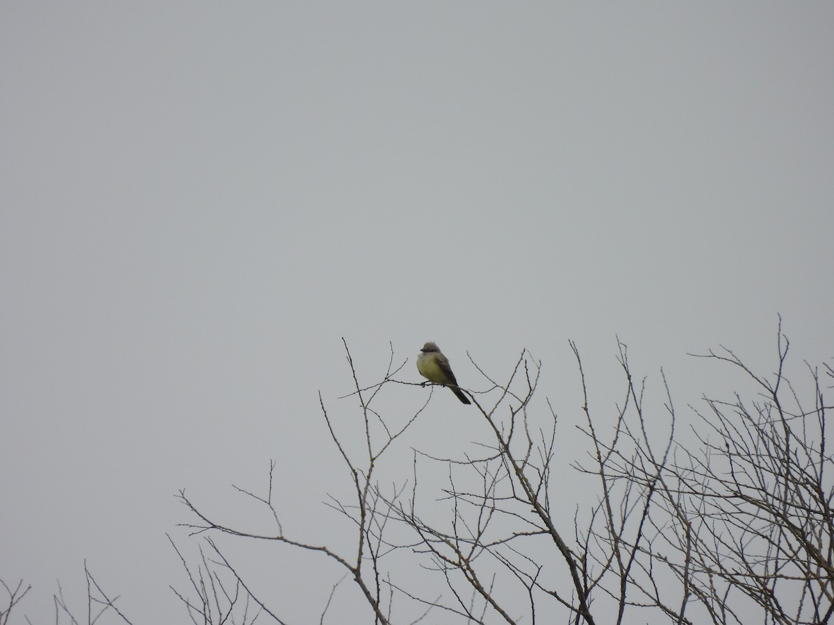 Western Kingbird - ML641183876