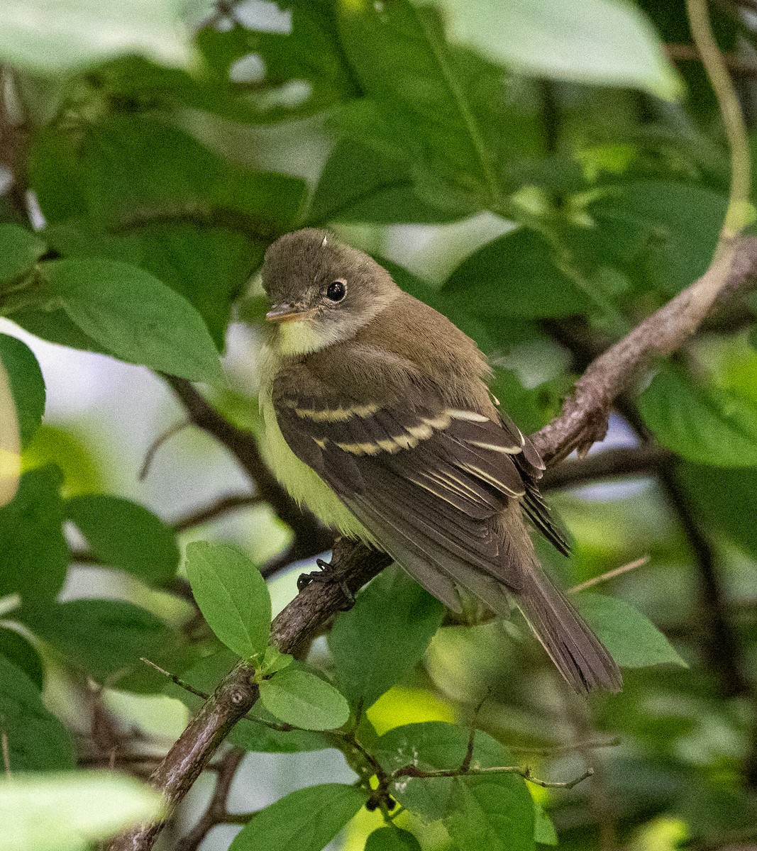 Empidonax sp. - ML641183915