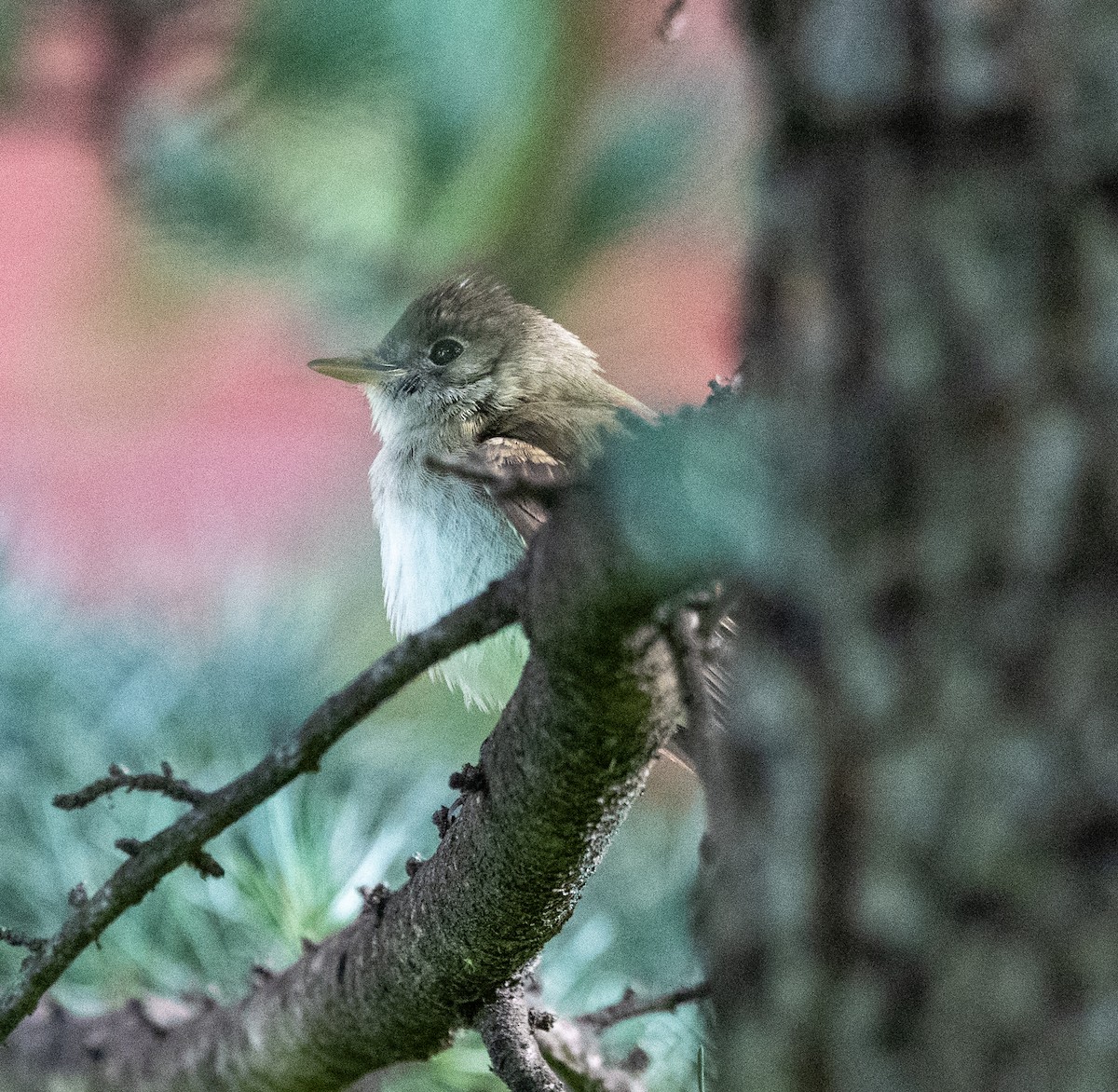 Empidonax sp. - ML641183922