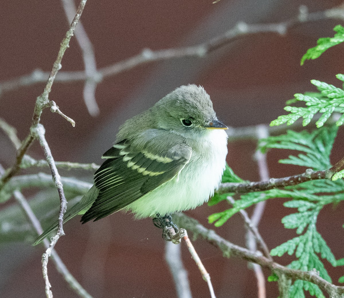 Empidonax sp. - ML641183946