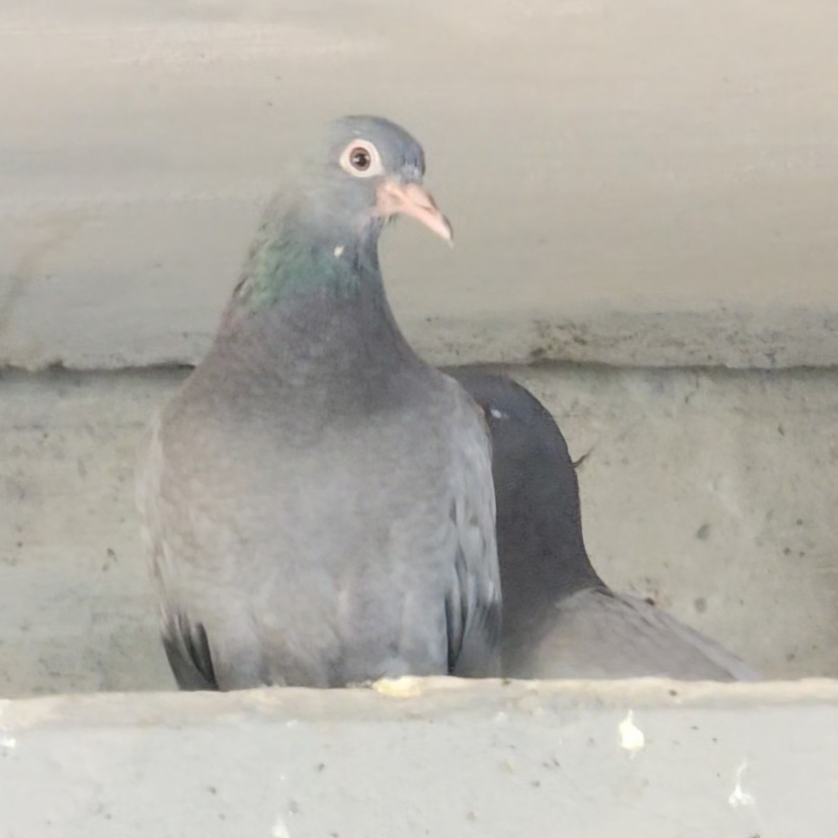 Rock Pigeon (Feral Pigeon) - ML641183947