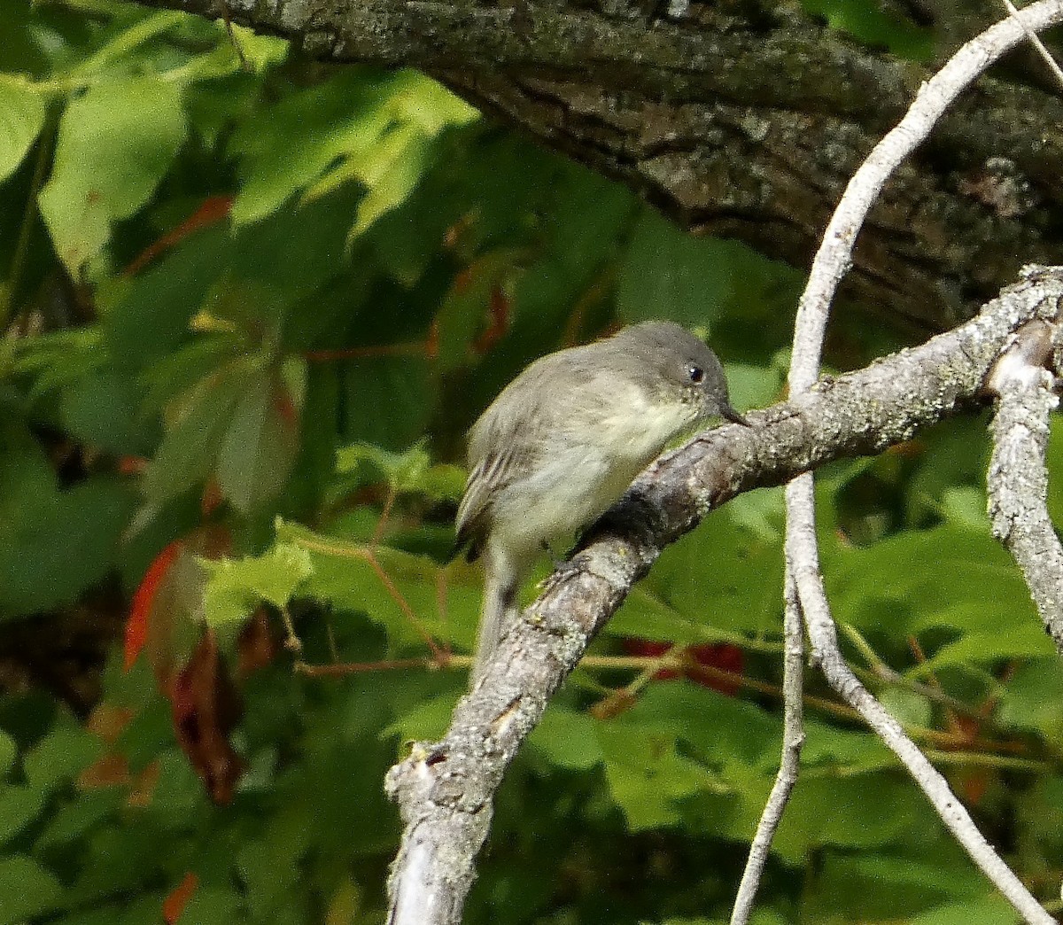 Eastern Phoebe - ML641183953