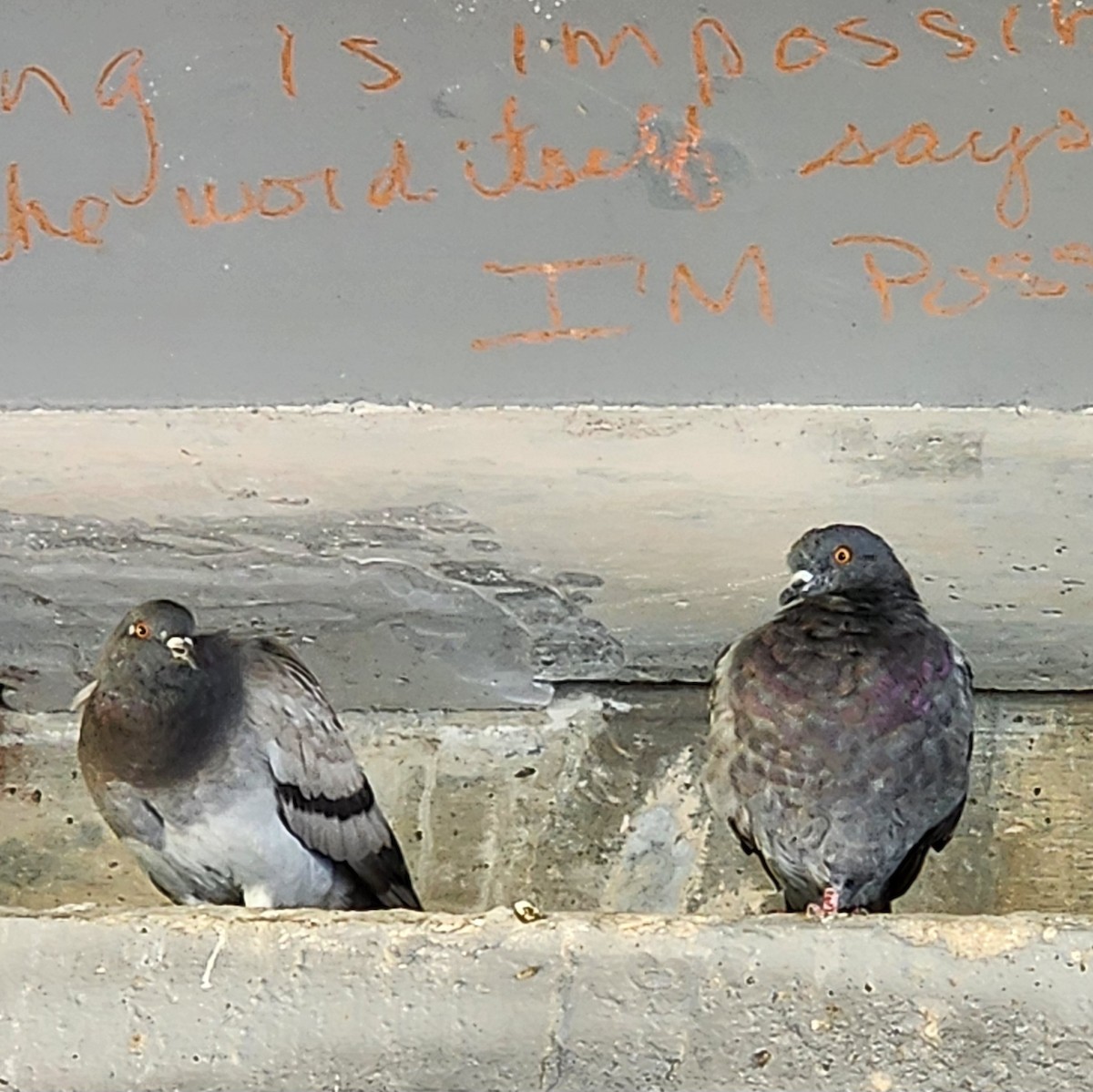 Rock Pigeon (Feral Pigeon) - ML641183954