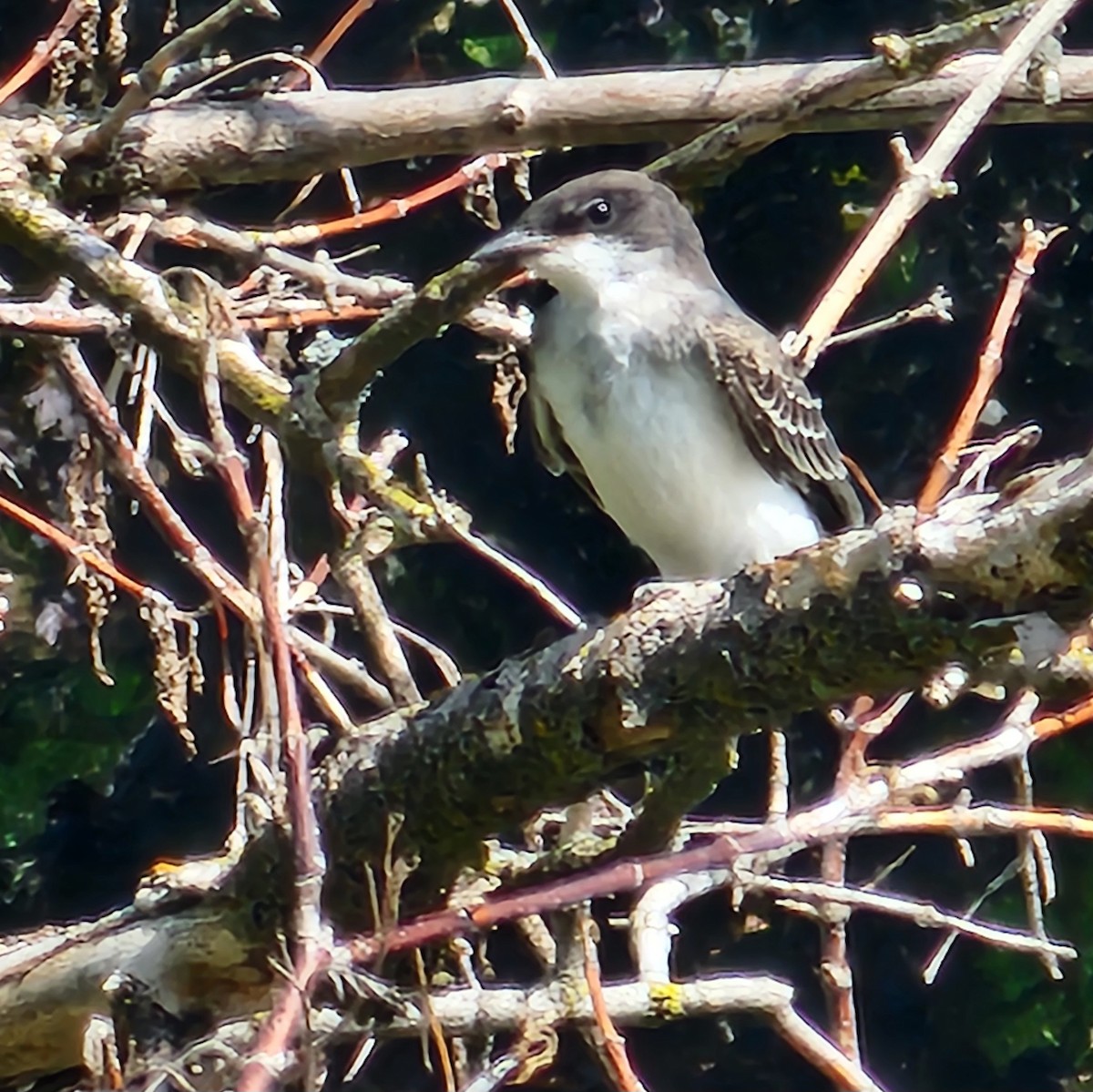 Eastern Kingbird - ML641183960
