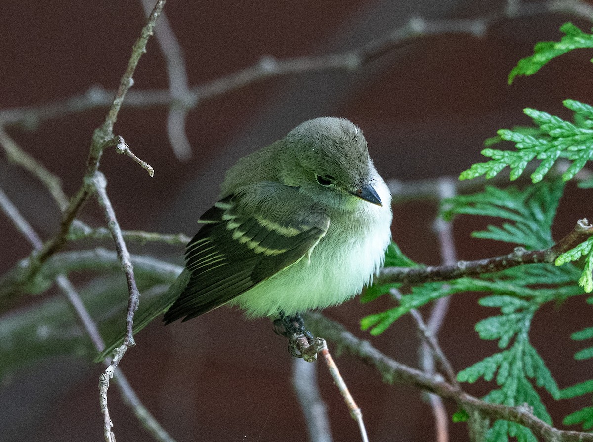 Empidonax sp. - ML641183962