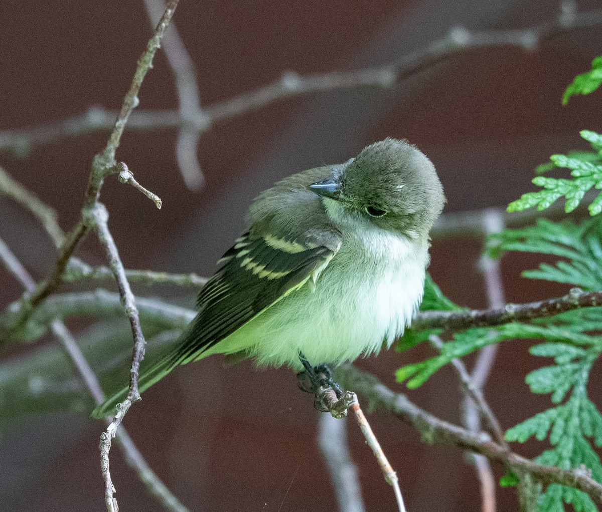 Empidonax sp. - ML641183963