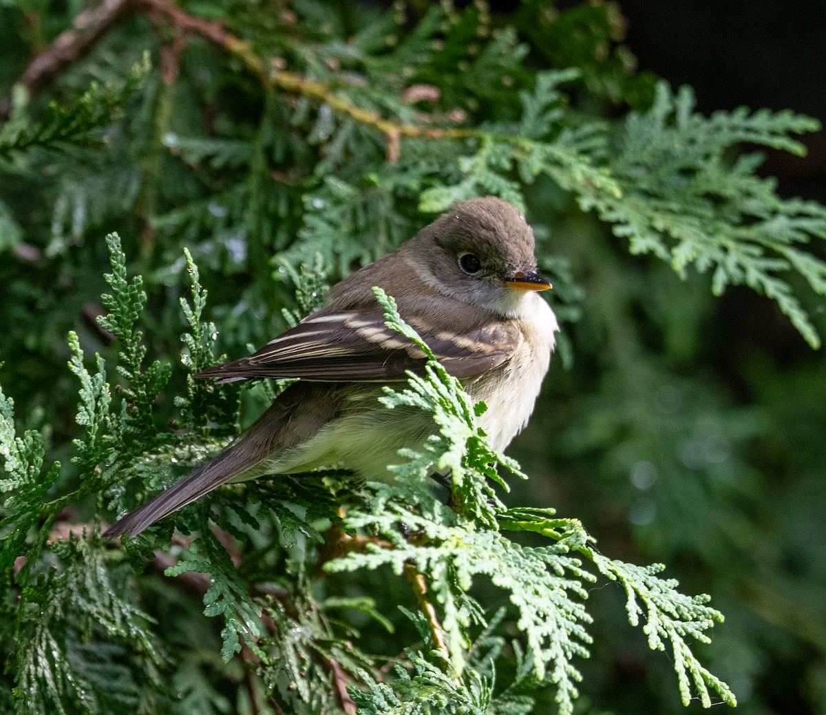 Empidonax sp. - ML641183964